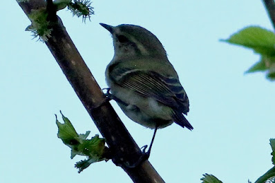 Hume's Warbler - winter visitor