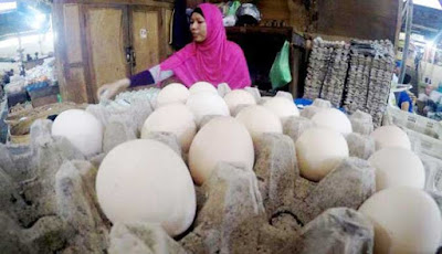 Ambon, Malukupost.com - Agen telur ayam ras di Ambon, Inang, mengisyaratkan harga telur yang ditawarkan para pedagang di pasar tradisional dalam waktu dekat akan menurun karena di pasar Surabaya sebagai sentra produksi sekaligus daerah pemasok saat ini menurun. "Harga telur saat ini mengalami penurunan dari yang biasanya Rp300.000/ikat (180 butir) menjadi Rp280.000/ ikat," kata Inang, di Ambon, Sabtu (30/6).