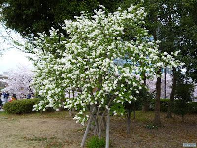 白い花の木