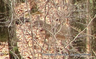 Whitetail Deer