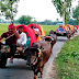 To fulfill father's wish, procession of 10 cows and buffaloes to Pirganj