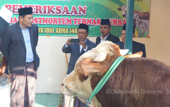 Sapi Kurban Bupati Sidoarjo