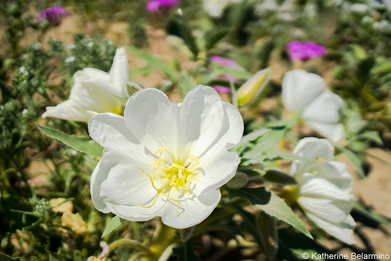 Dune Evening Primrose Southern California Anza-Borrego Desert Wildflowers