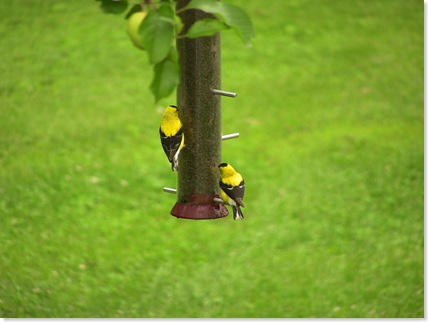goldfinch