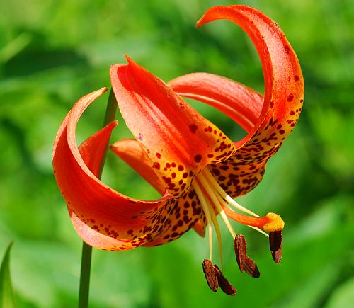 Лилия мичиганская (Lilium michiganense)