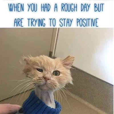 When you had a rough day.. #catjokes