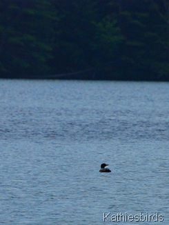 7. loon-kab