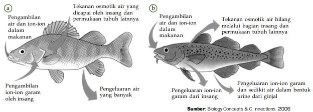  Sistem  Ekskresi  pada  Hewan  Invertebrata  dan  Hewan  Vertebrata 