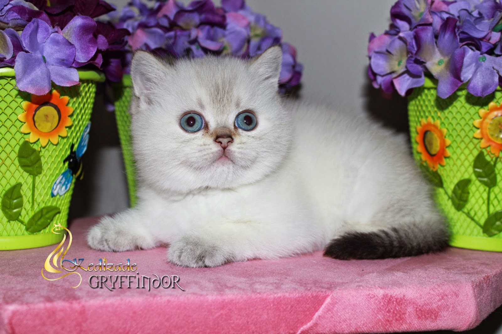 SCOTTISH FOLD Çiftleştirme British Shorthair Scottish