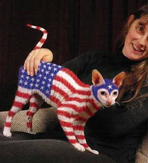 USA flag cat