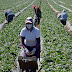  Farm workers Urgently Needed In Canada