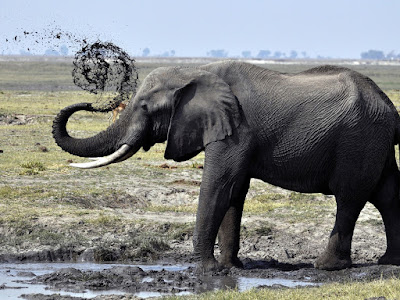 foto de elefantes bebiendo 
