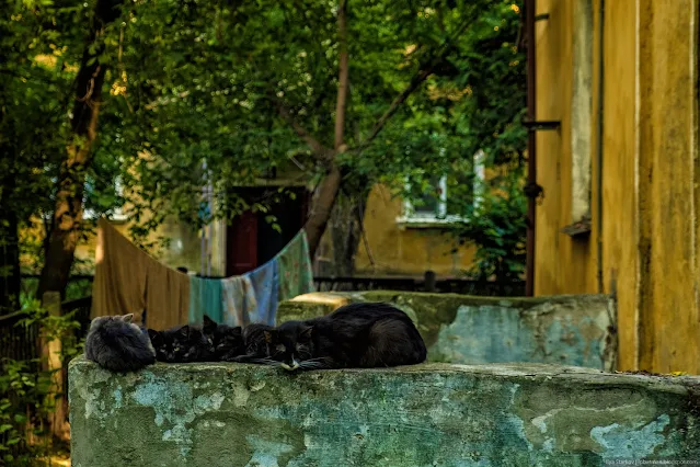 Кошка с котятами спит на парапете