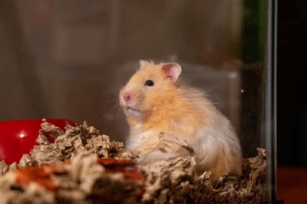 All About Hamster Diet: Hygiene, Family & Diseases