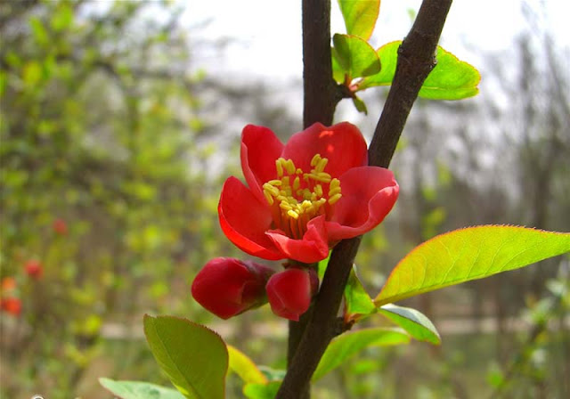 Flowering Quince Pictures