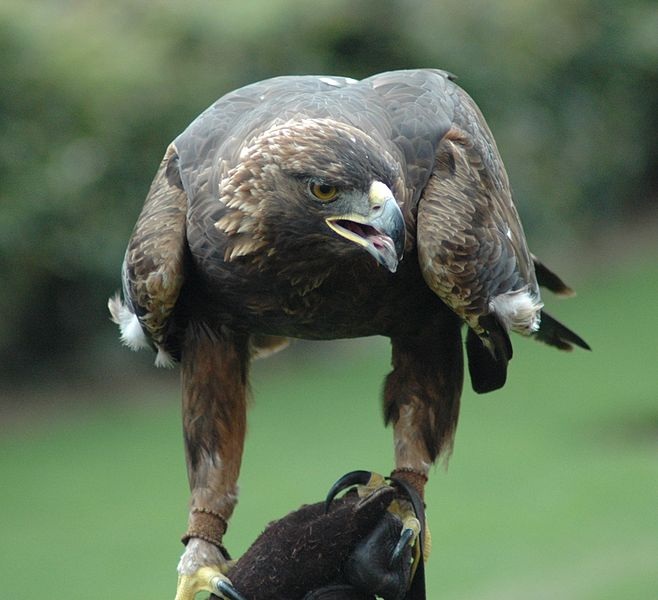 Macam Macam Jenis Elang  Dan Ciri Eagle Indonesia