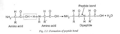 Formation of peptide bond