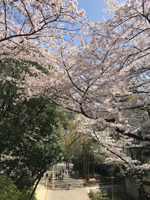 大阪城公園, 大阪賞櫻, 櫻花