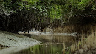 Sundarban tour for 2 days 1 night