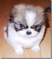 mad_puppy-11968