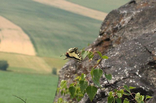 Papilio machaon, Schwalbenschwanz
