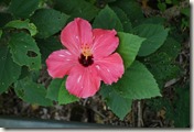 DSC00522
