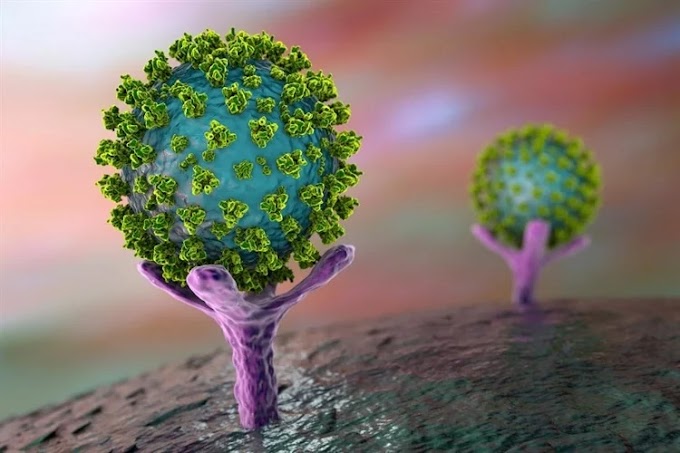 Pesquisadores identificam proteínas celulares que limitam a infecção por SARS-CoV-2
