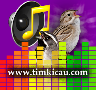 4 Audio Suara Burung Sparrow Untuk Masteran