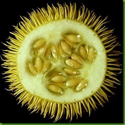 Cucumis dipsaceus