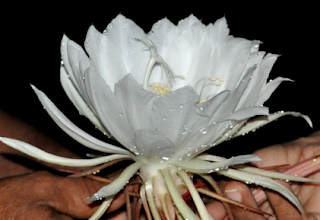 Kadupul Flower - Epiphyllum oxypetalum