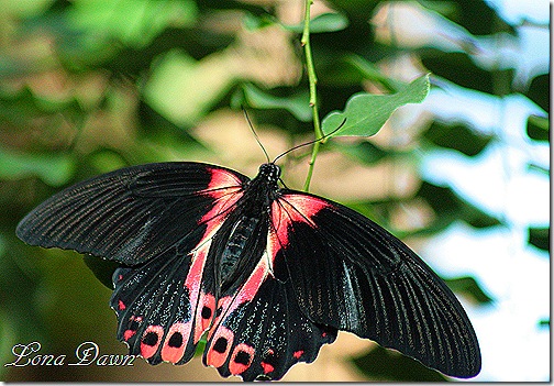 FPC_Butterfly_Scarlet_Swallowtail2