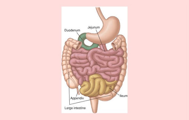 Gambar bagian usus halus