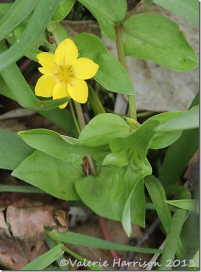 6-yellow-pimpernel