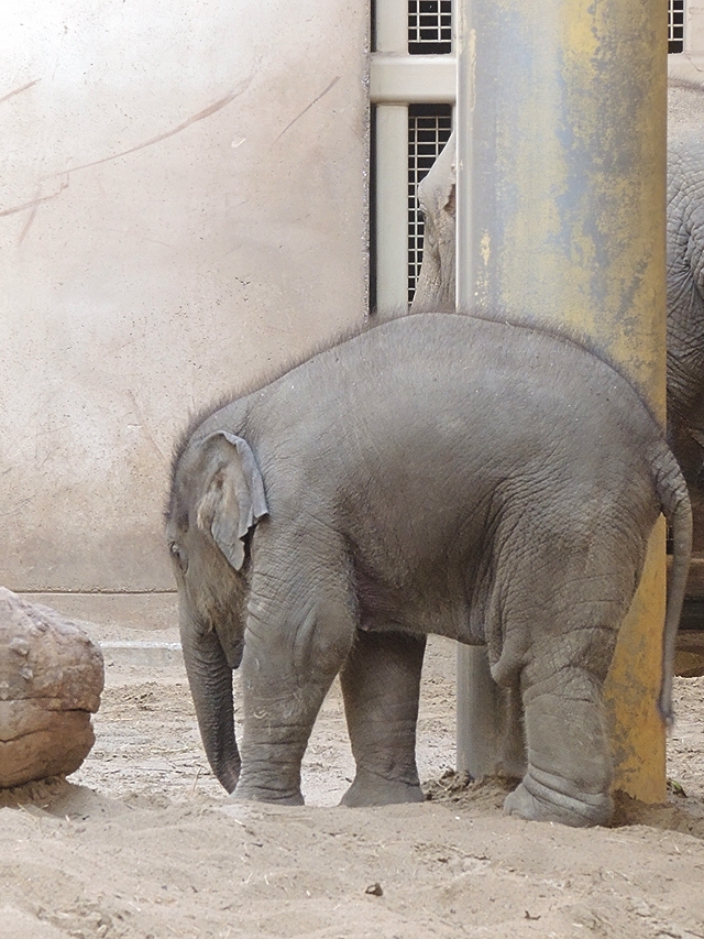 "Zillion":  over de verzwegen olifant in de kamer