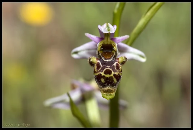 Ophrys scolopax