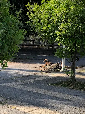 Parc de Sidi Bou Saïd園内の野犬