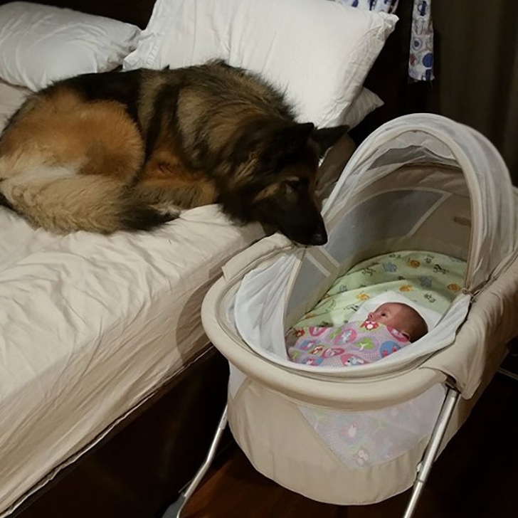 25 Heartwarming Pictures Of Dogs That Teach Us What Unconditional Love Truly Means