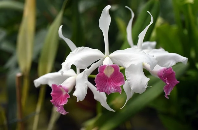 Orquídeas Laelia: Elegância em Forma de Flor