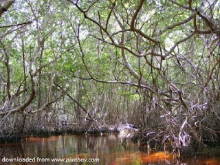 Melihat Nasib Hutan Mangrove