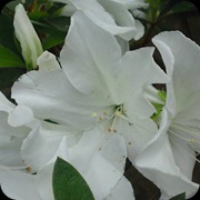 DSC00043