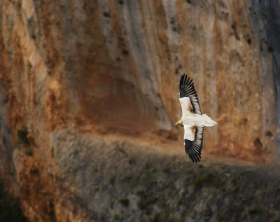 Alimoche en la Sierra de Guara