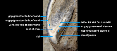 paard hoef anatomie steunsels