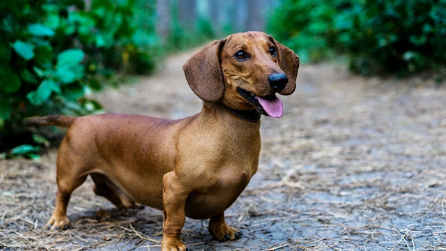 Signs whether a Dachshund is pregnant or not?