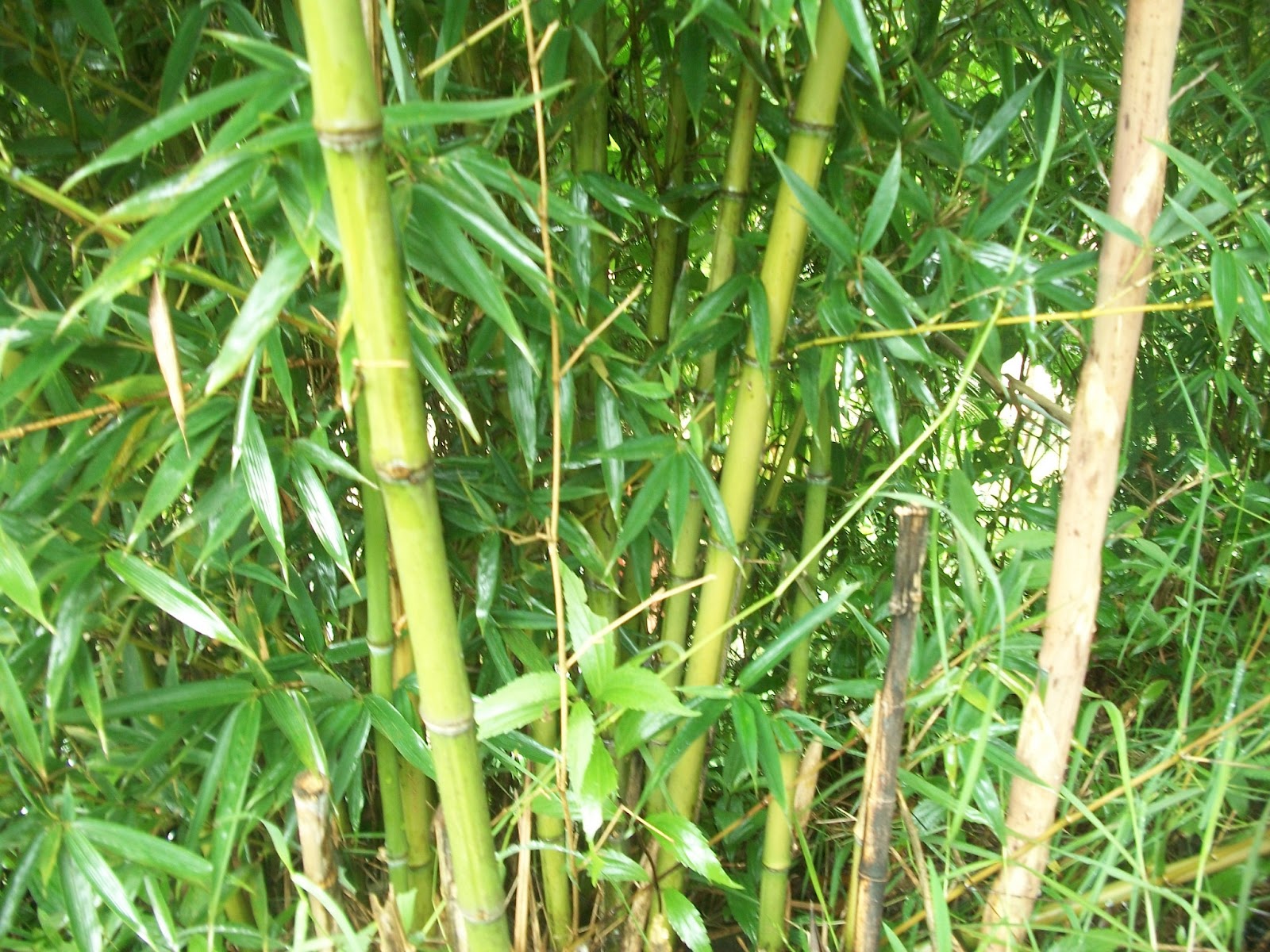Info Wisata Kopeng Souvenir Bambu  Cendani Kopeng