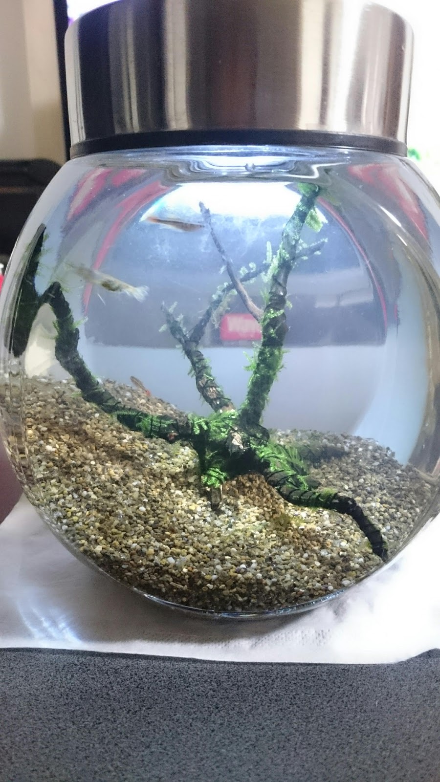 旅とアクアと ボトルアクアリウム エビ投入