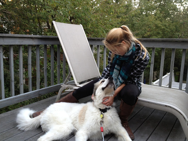 Great Pyrenees Badger fluffy dog