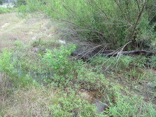 The flooded pasture with no shade that spanned the last 2 miles of our trip