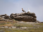 Some Falklands wildfowl (copy)