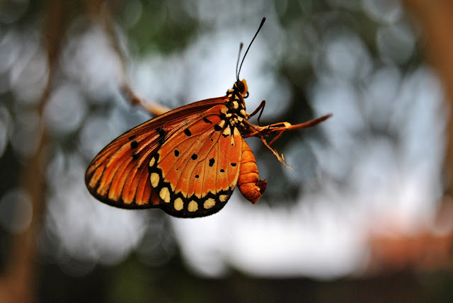 macro serangga makro photography