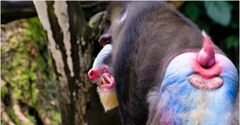 The bright red and blue on a male mandrill’s backside really draws the eye​​ - especially the ladies (Clip)